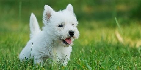 adorabili cuccioli west highland terrier bianco femminucce e maschietti disponibili i cuccioli sono 