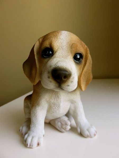 regalo cuccioli di beagle cuccioli di beagle , ancora disponibili un maschio e una femmina . i cucci