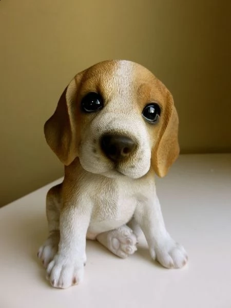 regalo cuccioli di beagle cuccioli di beagle  ancora disponibili un maschio e una femmina  i cucci