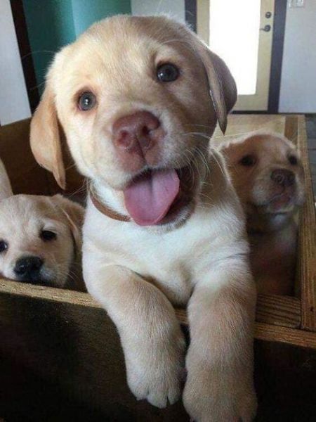 regalo cuccioli labrador bellissimi cuccioli di labrador di prima scelta in pronta consegna microcip