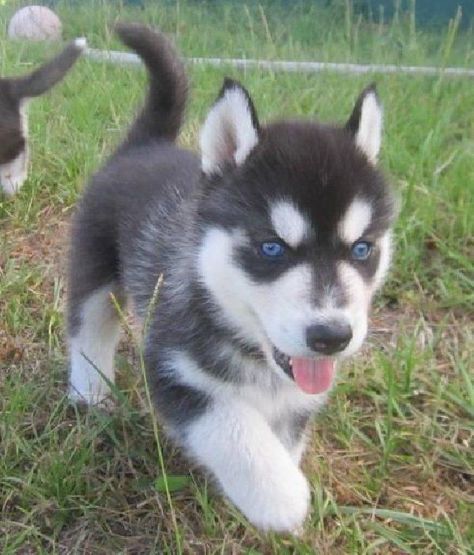 regalo cuccioli siberian husky maschio e femmina abbiamo disponibili cuccioli di siberian husky masc