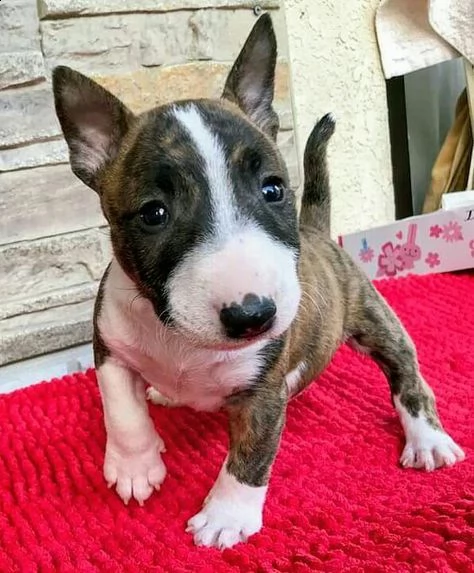 adorabili cuccioli di bull terrier femminucce e maschietti disponibili  i cuccioli sono vaccinati s