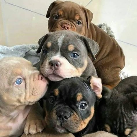 regalo abbiamo cuccioli di bullmastiff sono bullmastiff di dimensioni  sono registrati akc sono mo