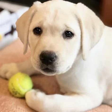 regalo cuccioli labrador bellissimi cuccioli di labrador di prima scelta in pronta consegna microcip