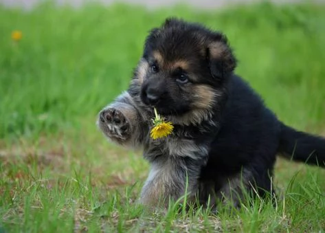 regalo cuccioli pastore tedesco cuccioli pastore maschio e femmina disponibile abbiamo 4 cuccioli di