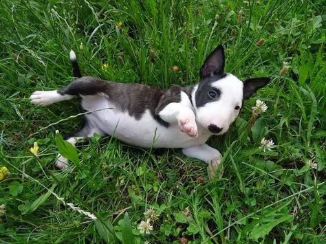 adorabili cuccioli di bull terrier femminucce e maschietti disponibili  i cuccioli sono vaccinati s