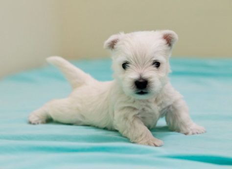 regalo adorabili cuccioli west highland terrier bianco femminucce e maschietti gratuita i cuccioli s