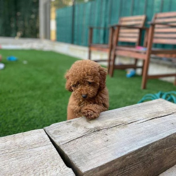 cuccioli di barboncina | Foto 0