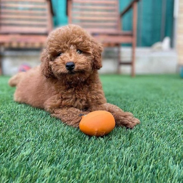 cuccioli di barboncina