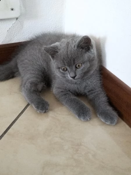 cuccioli scottish  | Foto 3