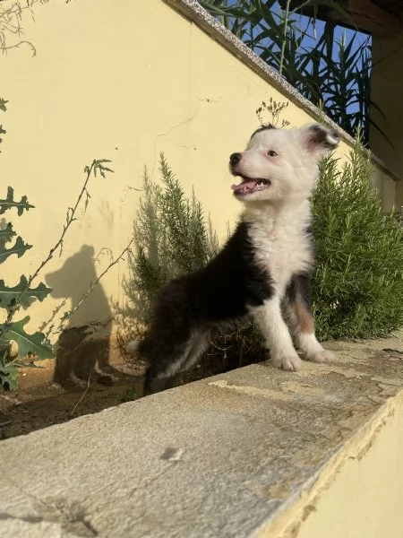 cuccioli border colli