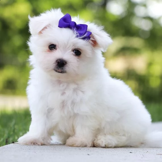 maltese cuccioli per ladozione