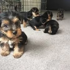mini yorkshire toy