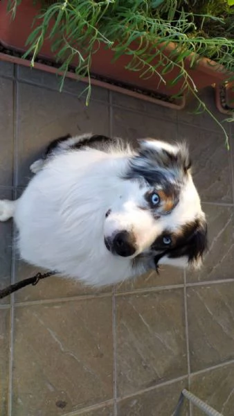 8 splendidi cuccioli di pastore australiano | Foto 3