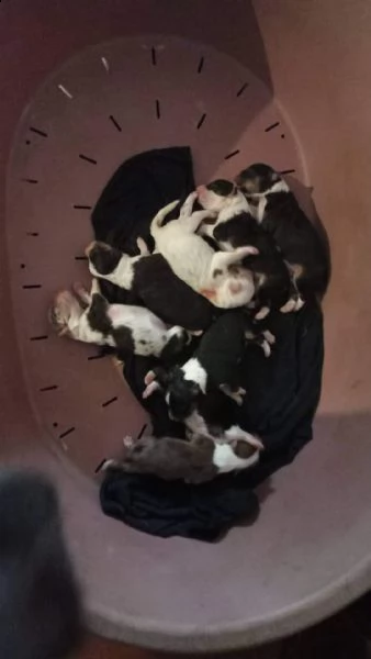 8 splendidi cuccioli di pastore australiano