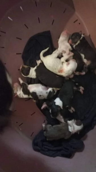 8 splendidi cuccioli di pastore australiano | Foto 1