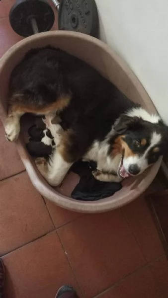 8 splendidi cuccioli di pastore australiano | Foto 0