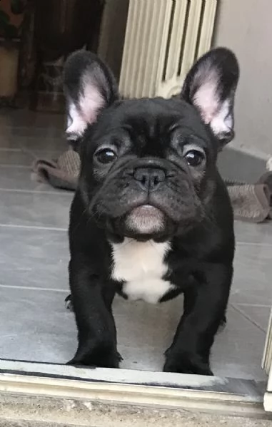 cuccioli di bouledogue francese 