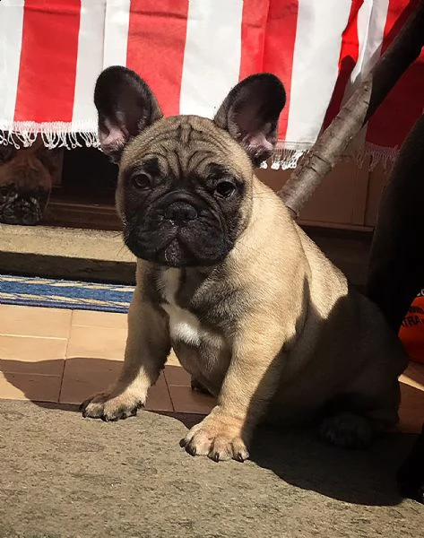 cuccioli di bouledogue francese  | Foto 1