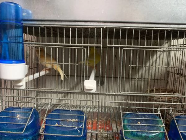 vendo coppie di canarini compresi di gabbia  | Foto 6
