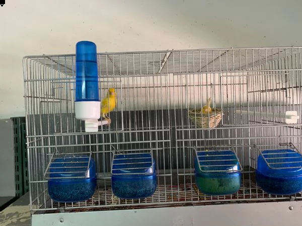 vendo coppie di canarini compresi di gabbia  | Foto 5