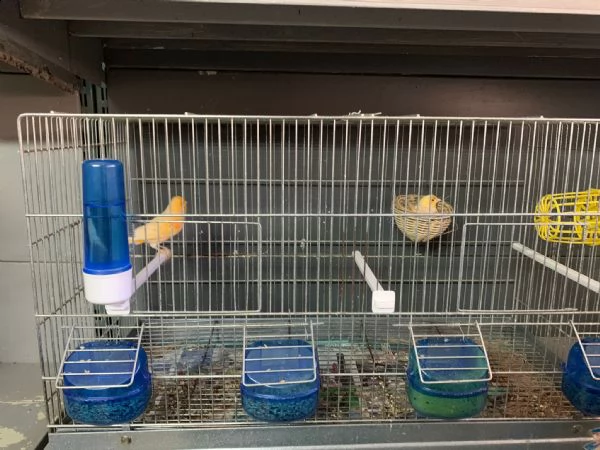 vendo coppie di canarini compresi di gabbia  | Foto 3