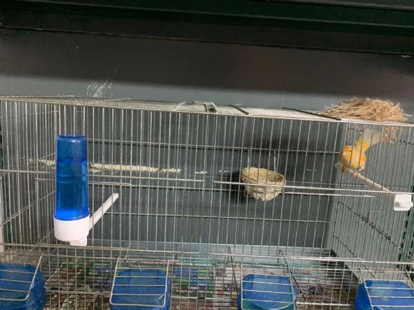 vendo coppie di canarini compresi di gabbia  | Foto 1