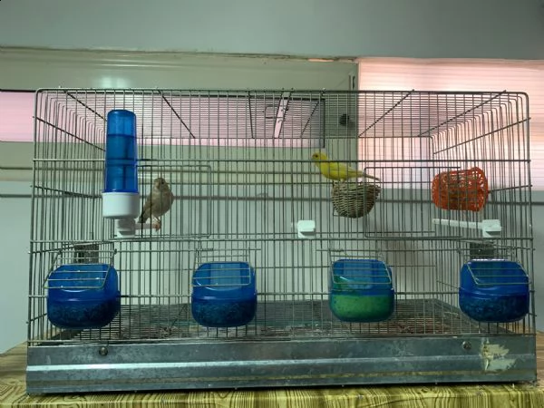 vendo coppie di canarini compresi di gabbia  | Foto 0