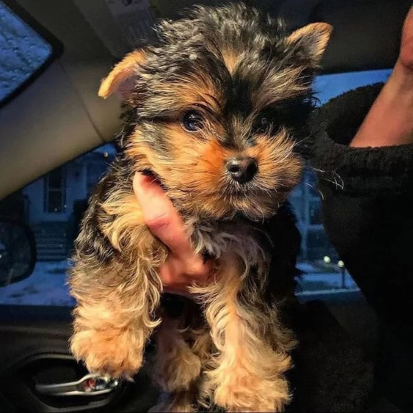 regalo yorkshire cuccioli meravigliosi  