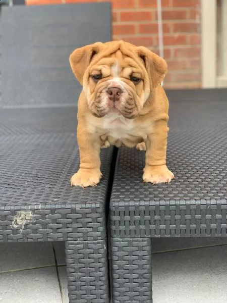 regalo bulldog cuccioli disponible 