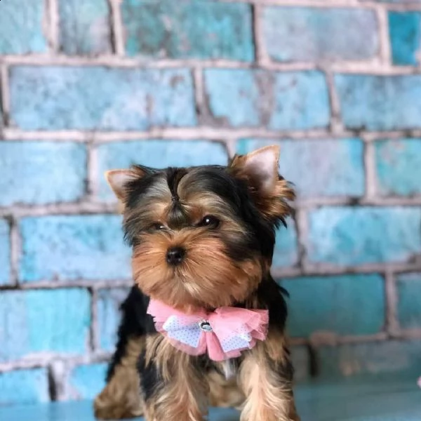 regalo cuccioli di yorkshire