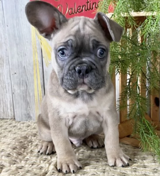 cuccioli di bulldog francese per ladozione