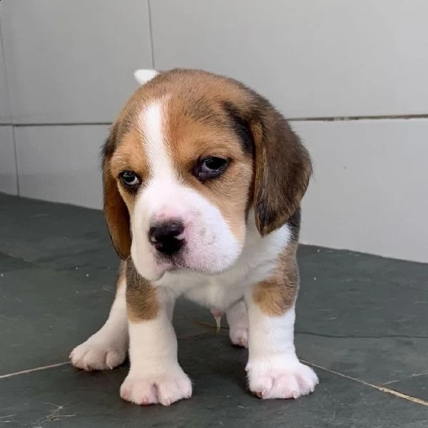   regalo beagle cuccioli meravigliosi  