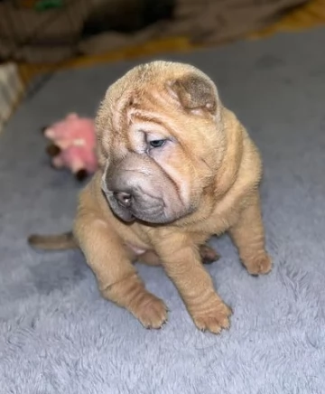 bellissimi cuccioli di shar pei