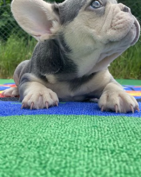 cuccioli di bulldog francese per ladozione