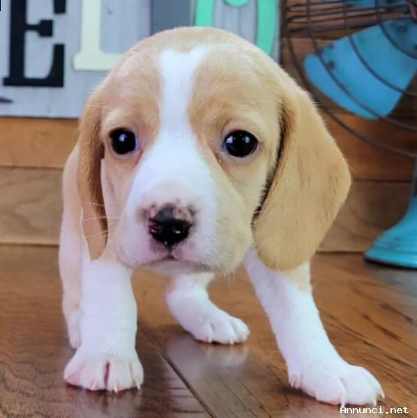 cuccioli di beagle di 11 settimane in adozione