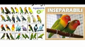inseparabile