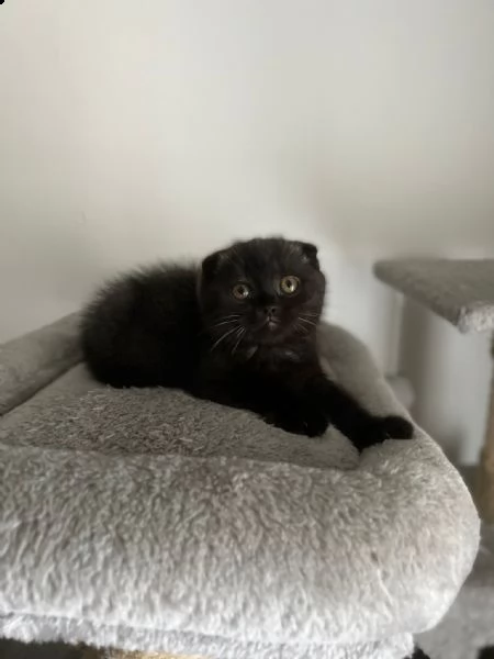 scottish fold  | Foto 3