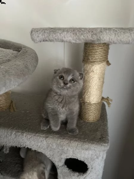 scottish fold  | Foto 2