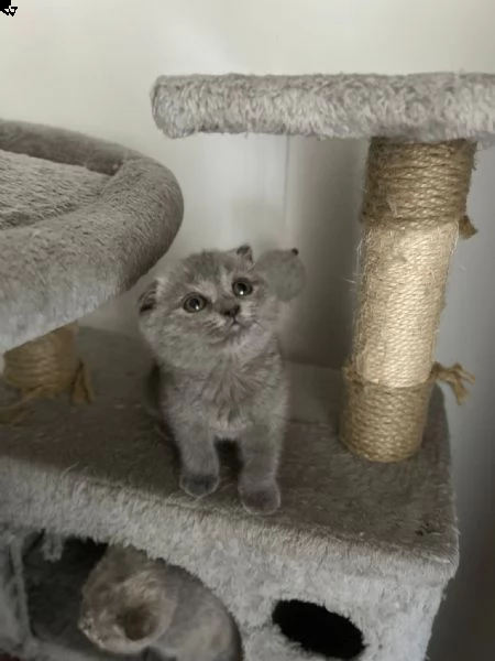 scottish fold  | Foto 1