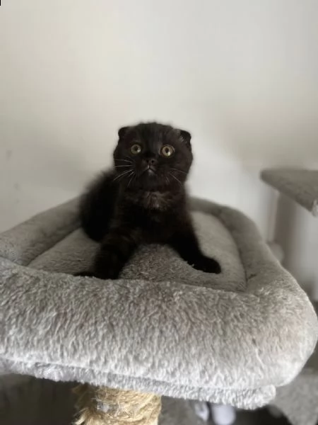 scottish fold  | Foto 0