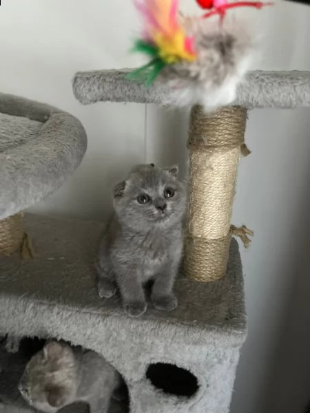 scottish fold 