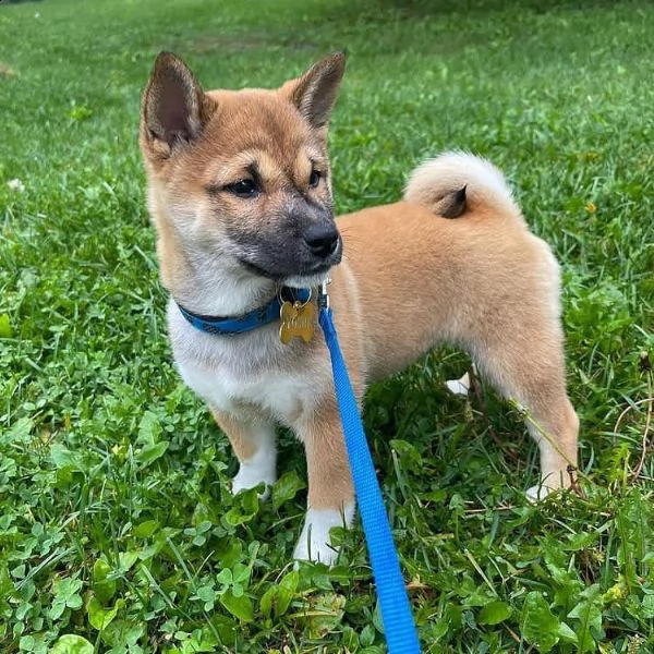 regalo due cuccioli di shiba inu per ladozione