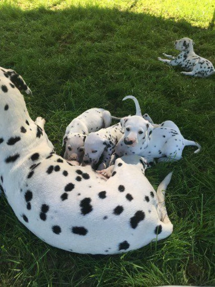 regalo adorabili cuccioli di dalmata femminucce e maschietti disponibili per ladozione gratuita i c