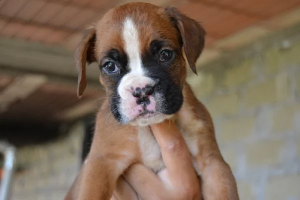 boxer fulvi 4 maschi / 3 femmine | Foto 6