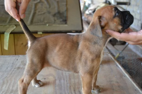 boxer fulvi 4 maschi / 3 femmine | Foto 5