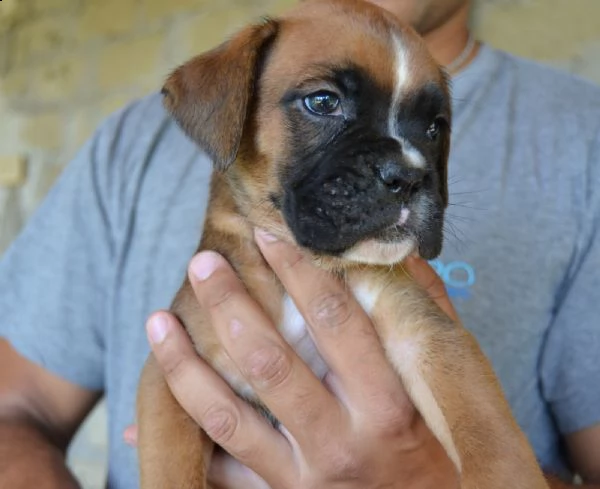 boxer fulvi 4 maschi / 3 femmine | Foto 4