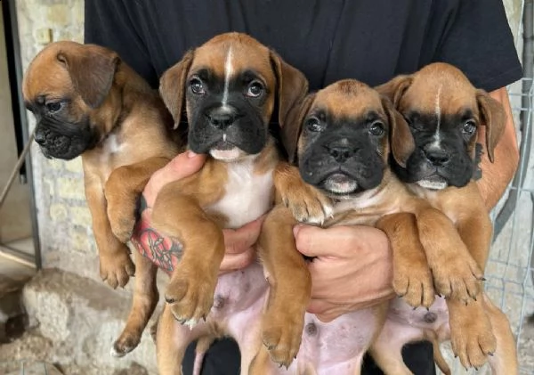 boxer fulvi 4 maschi / 3 femmine | Foto 3