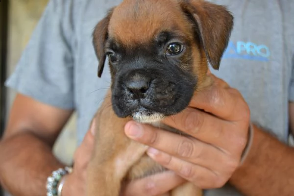 boxer fulvi 4 maschi / 3 femmine | Foto 2