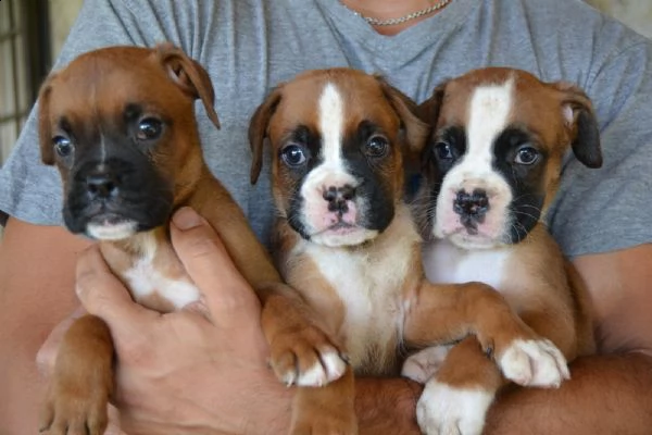 boxer fulvi 4 maschi / 3 femmine